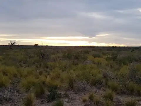 Ruta