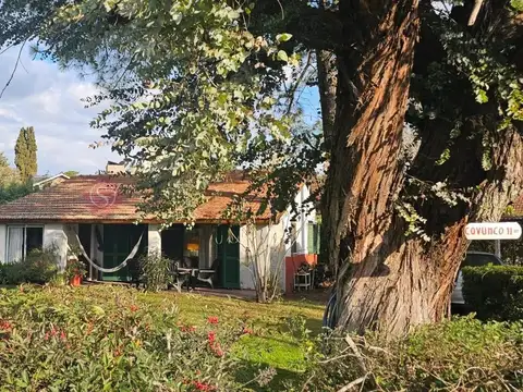 Mapuche CC 100
