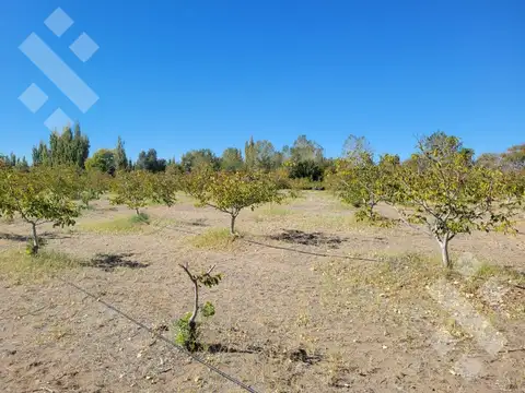 Terreno en Senillosa