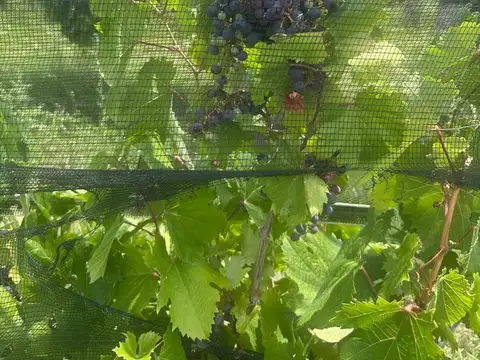 Venta Viñedos 25 hectáreas Santa Rosa Mendoza