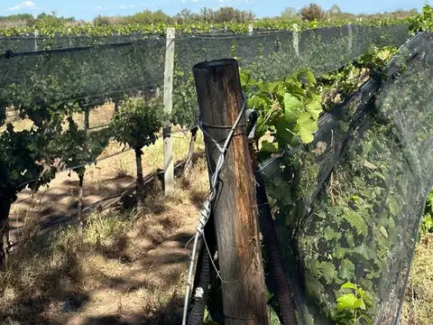 Venta Viñedos 25 hectáreas Santa Rosa Mendoza