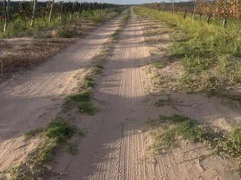 Venta Viñedos 25 hectáreas Santa Rosa Mendoza