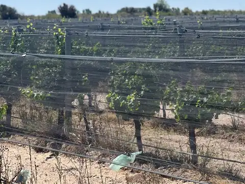 Venta Viñedos 25 hectáreas Santa Rosa Mendoza