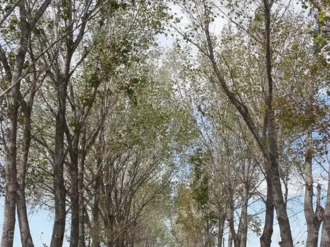 Terreno en Venta de 957,0 m2