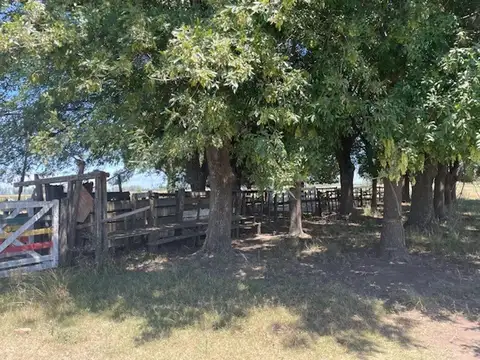 Campo en Venta Ganadero