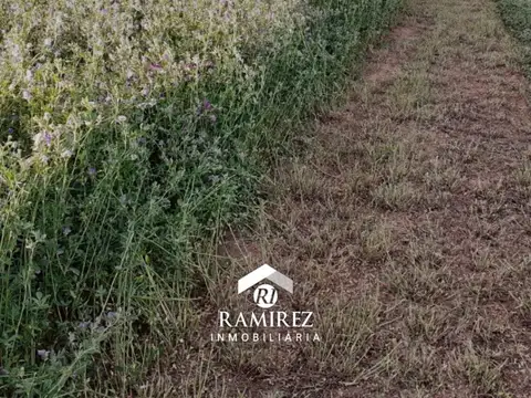 Campo en Batavia San Luis
