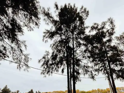 Terreno en Venta de 4850,0 m2