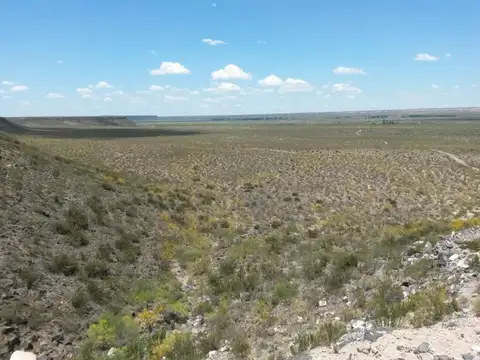 Campo 540 HA Costa Río Colorado, Mendoza. Para riego
