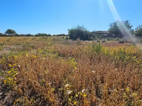 Venta Campo en Navarro  32 Has.  OPORTUNIDAD