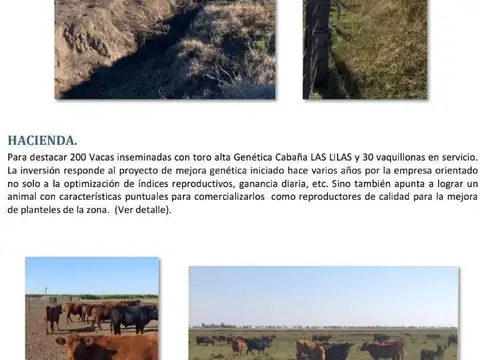Campo en Pergamino