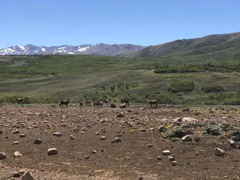 Campo en venta en Cholila con Rio Interno- Sobre ruta 15, a 2 km del Lago Mosquito
