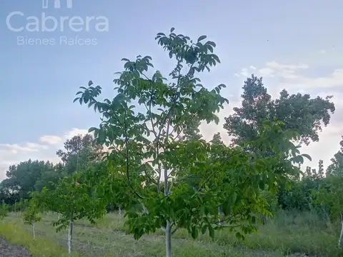 Magallanes y Las Arabias