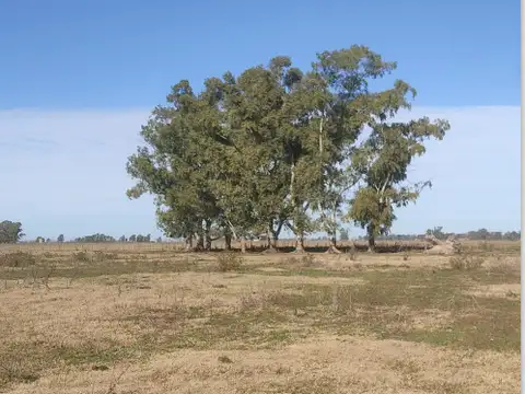 EN VENTA 91 HECTAREAS MIXTAS  "TRES SARGENTOS" Bs As