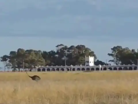 VENTA DE ESTANCIA CON 42 BOXES PARA CABALLOS Y FRIGORIFICO BAHIA SAN BLAS