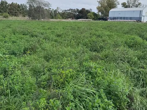 ALQUILER CAMPO – 10 HECTÁREAS CON PASTURA | SAN ANTONIO DE ARECO KM 108.5 EX RUTA 8