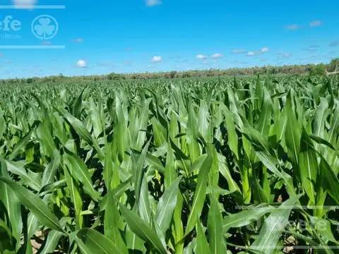 Venta en Formosa Excelente campo mixto 5500 has sobre ruta