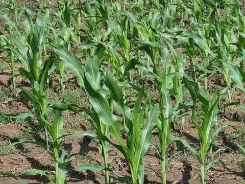 Venta en Formosa Excelente campo mixto 5500 has sobre ruta