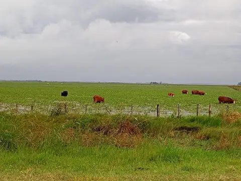 Altinia S.A - 41.000 has - Ituzaingó - Corrientes
