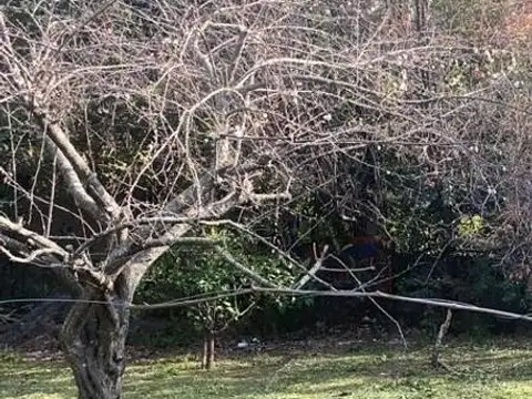 Terreno en Venta en Ranelagh, USD 100.000