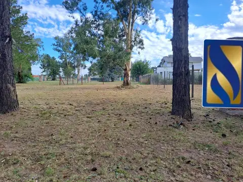 zelaya 1