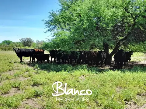 Terreno Campo  en Venta en Balcarce, Resto de la Provincia, Buenos Aires