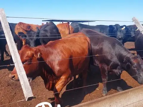 Terreno Campo  en Venta en Balcarce, Resto de la Provincia, Buenos Aires