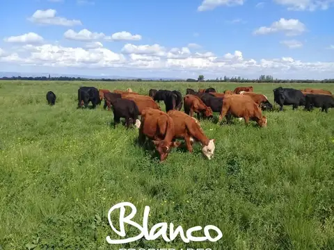 Balcarce - Estancia Mixta -