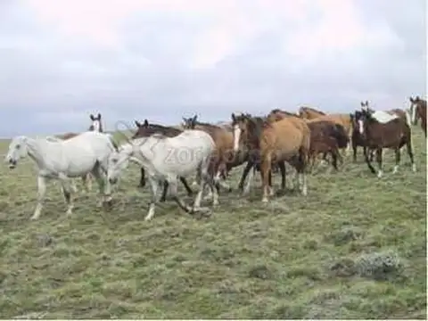 Rio La Leona 1000 - El Chaltén - Santa Cruz