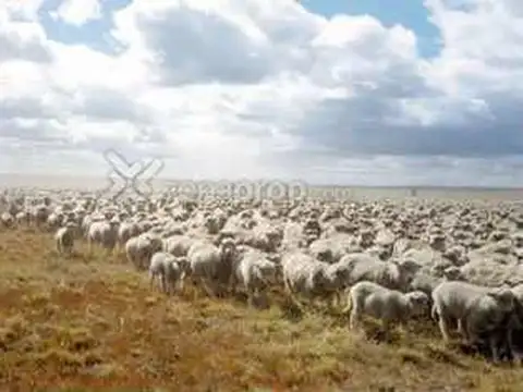 La Leona, santa cruz