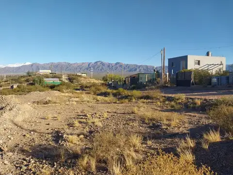 Flor del Desierto 100