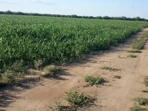 Campo en venta - 2000 HA - Córdoba