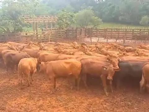 Campo en venta - 2.400 Hectáreas - Misiones