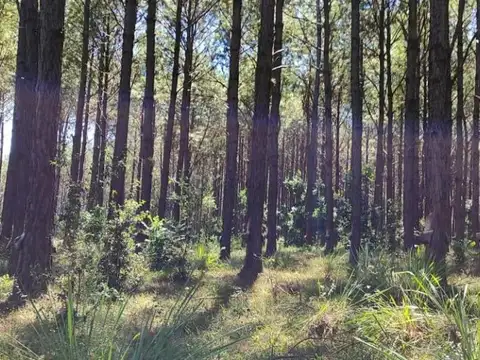 Campo en venta - 2.400 Hectáreas - Misiones