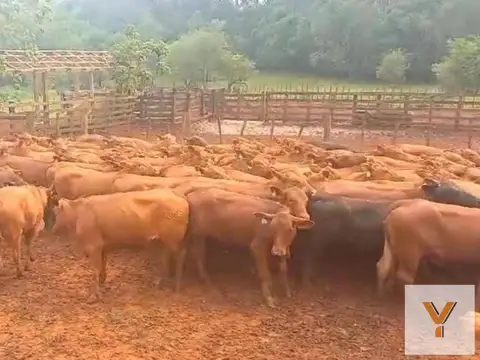 Campo en venta - 2.400 Hectáreas - Misiones