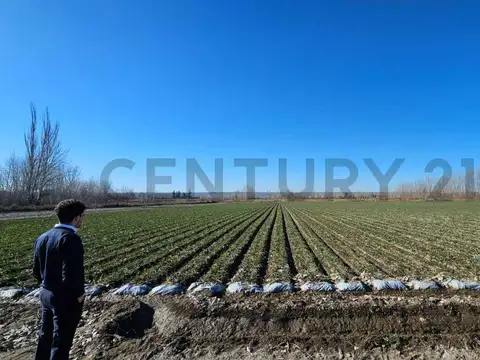 FINCA EN VENTA | 2 HECTÁREAS | TUPUNGATO, MENDOZA