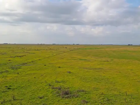 Olavarria - 787 ha. Ganadero