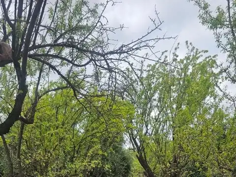 Terreno en Venta de 100000,0 m2