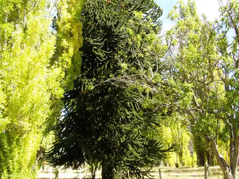 Terreno - Meliquina