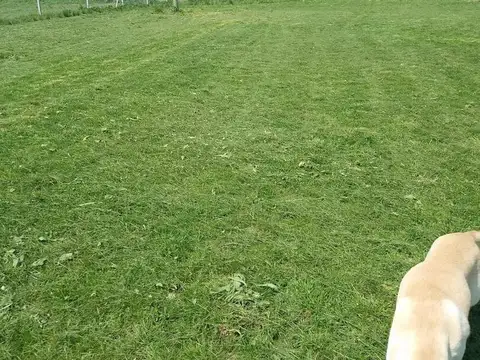 62  e/  156 y 157 Los Hornos, La Plata