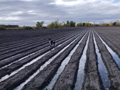 FINCA 16 HAS PARA CHACRA EN SAN CARLOS