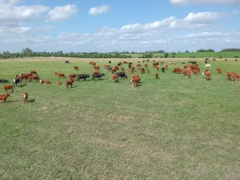 Campo en Venta de 49  ha