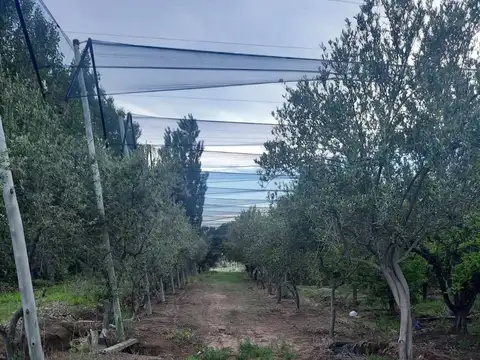 FINCA PRODUCTIVA EN VENTA + CASA RURAL Y GALPON