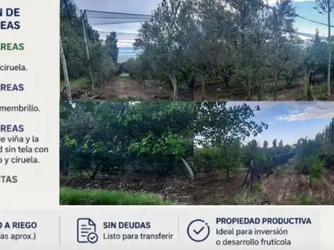 FINCA PRODUCTIVA EN VENTA + CASA RURAL Y GALPON