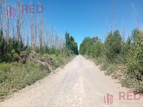 Vende Chacra con Producción Activa de Almendras en Cinco Saltos