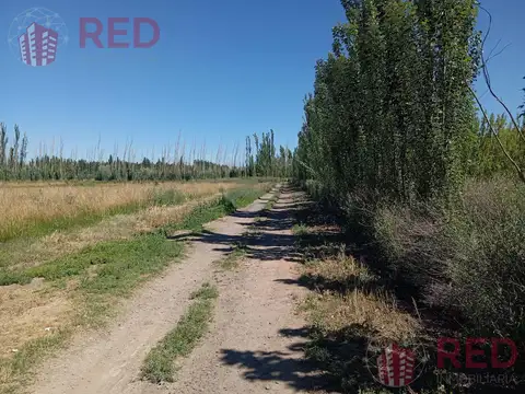 Vende Chacra con Producción Activa de Almendras en Cinco Saltos