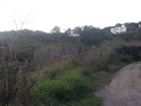 Los Espinillos 100