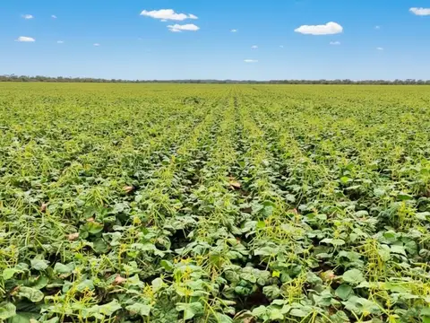 Campo en Venta Forestal