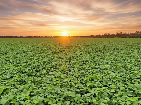 Campo en Oran, Pcia de Salta - 11.800 has en VENTA