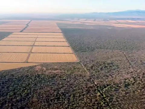 Campo en Venta Forestal