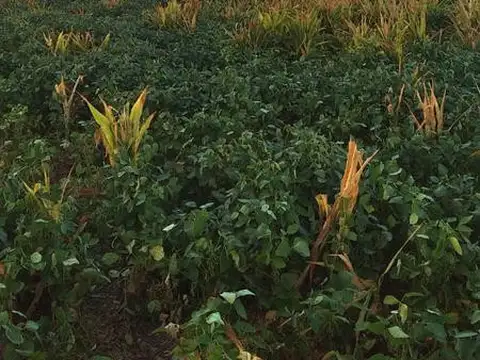 Campo en Clason - agricola